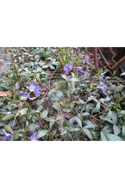 Барвинок малый - стелющийся многолетник