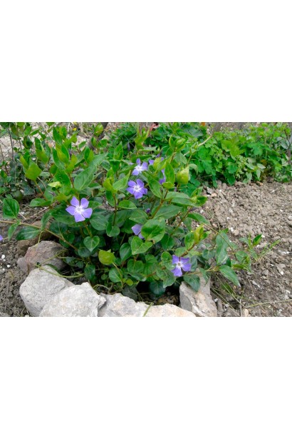 Барвинок маленькая посадка на клумбе