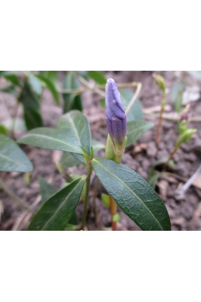 Цветок барвинка обычного  распускания