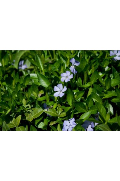 Барвинок малый цветы