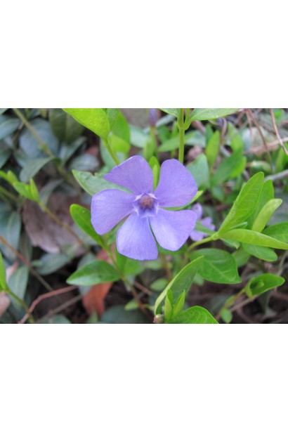 Барвинок малый лилово-синий