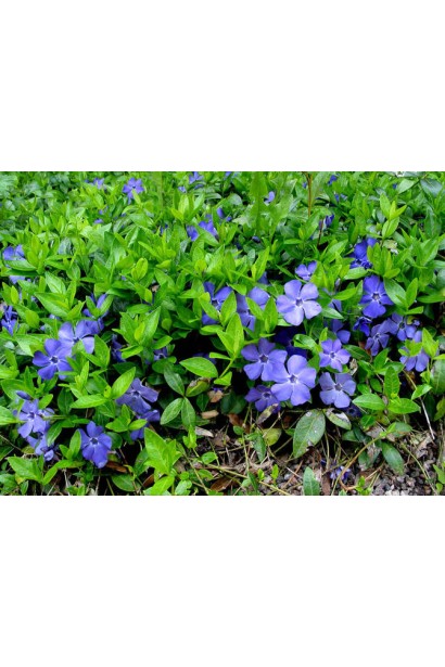 Барвинок малый / обыкновенный