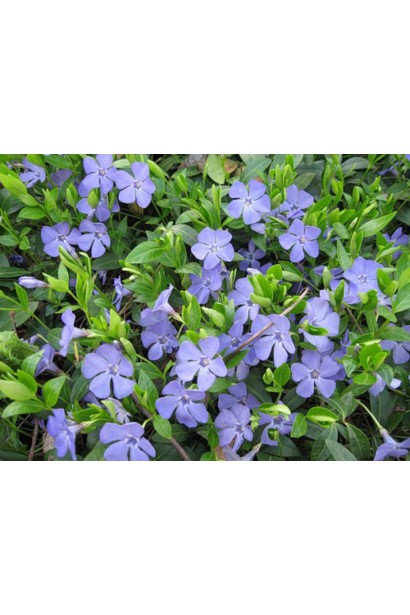 Барвинок малый обильное цветение