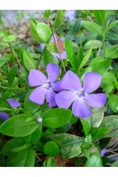 Лилово-голубой барвинок