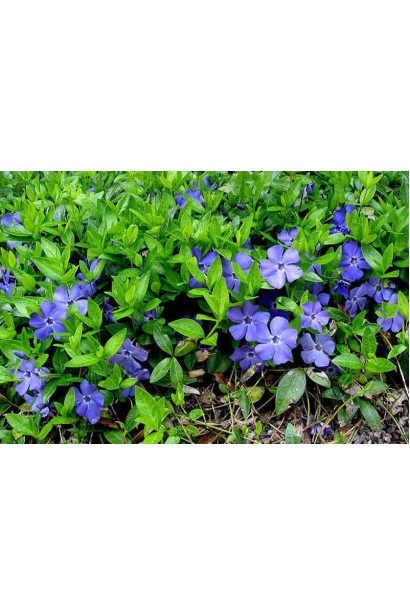 Барвинок малый/обычный