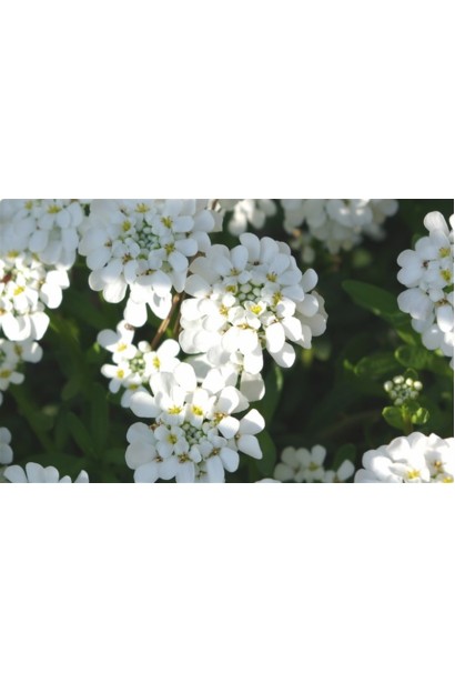 Іберіс білий Taхо