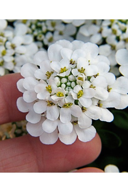 Іберіс Taхо білі парасолькоподібні суцвіття