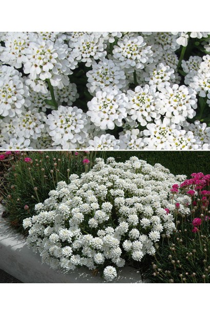 Iberis sempervirens Tahoe