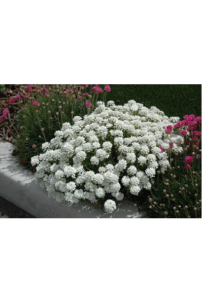 Іберіс вічнозелений Taхо в ландшафтній композиції