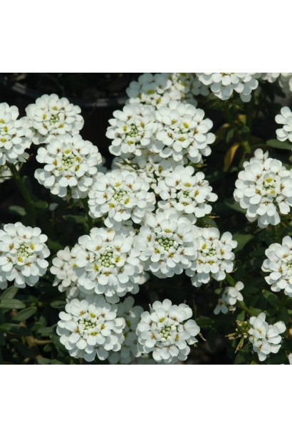 Мордочки заячі