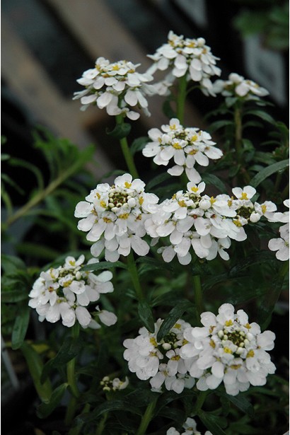 Іберійка вічнозелена Tahoe