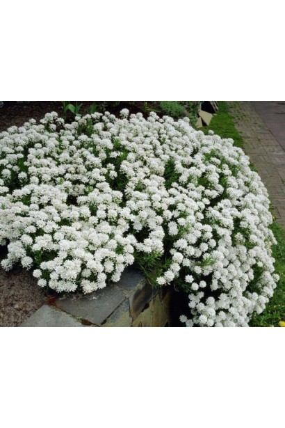 Іберіс Taхо грунтопокривна рослина