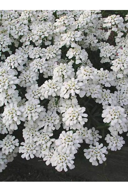 Іберіс Taхо білі квіти