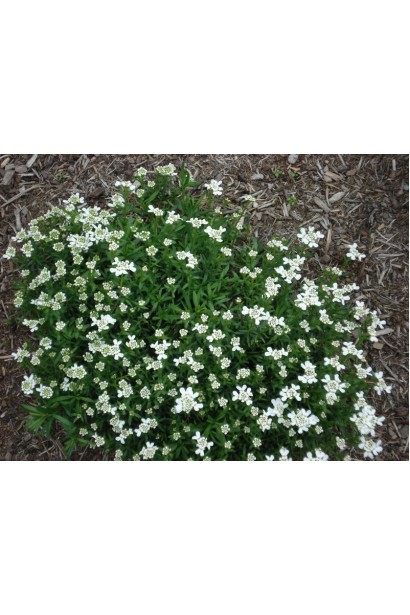 Іберіс вічнозелений Taхо