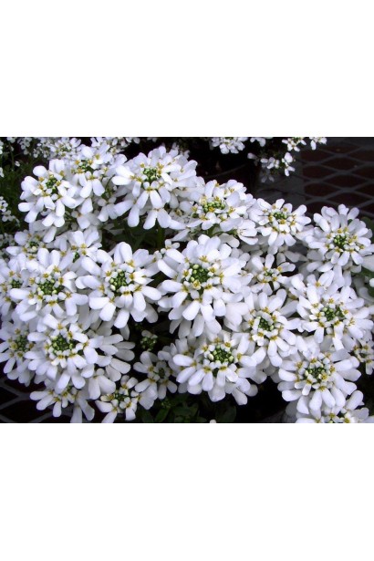 Іберійка багаторічна Taхо