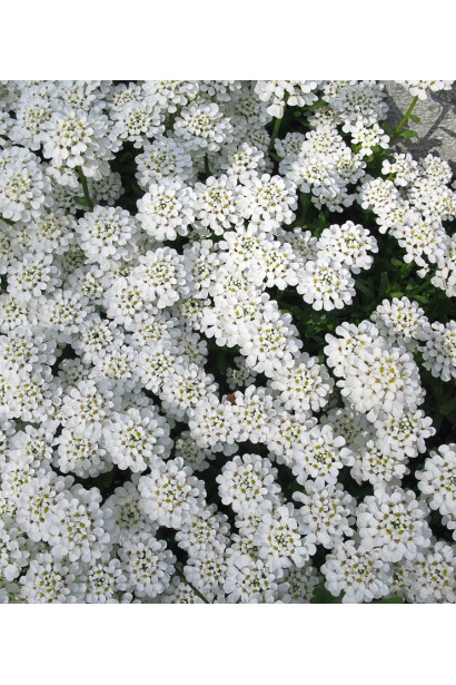 Іберіс вічнозелений Taхо білосніжні квіти