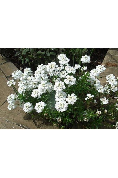 Іберійка вічнозелена Taхо на клумбі