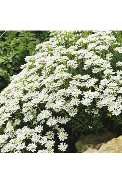 Іберійка вічнозелена Taхо