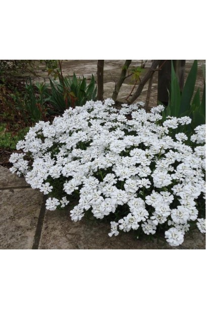 Іберіс вічнозелений Taхо компактний багаторічник