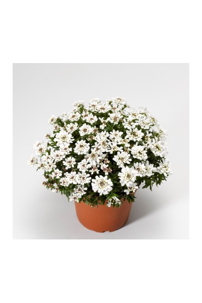 Іберіс вічнозелений Taхо в горщику