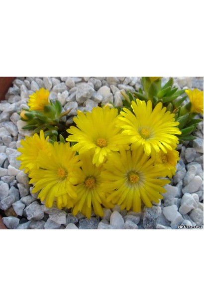 Delosperma Yellow Ice Plant