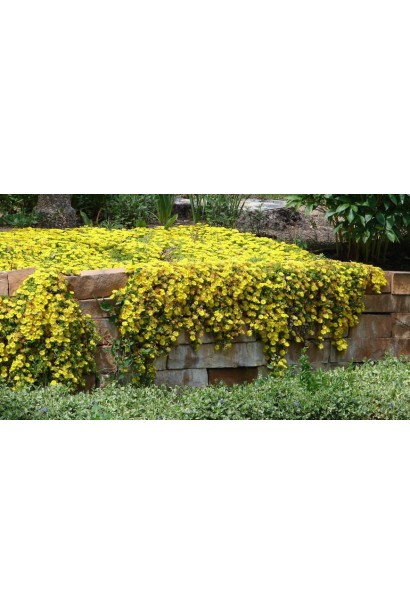 Делосперма Йеллоу Айс Плант живий килим