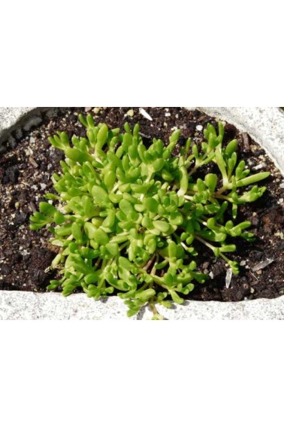 Делосперма Yellow Ice Plant