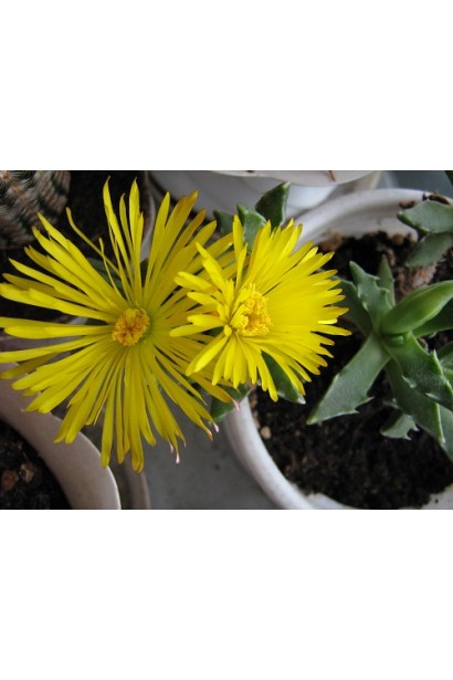 Делосперма Йеллоу Айс Плант 