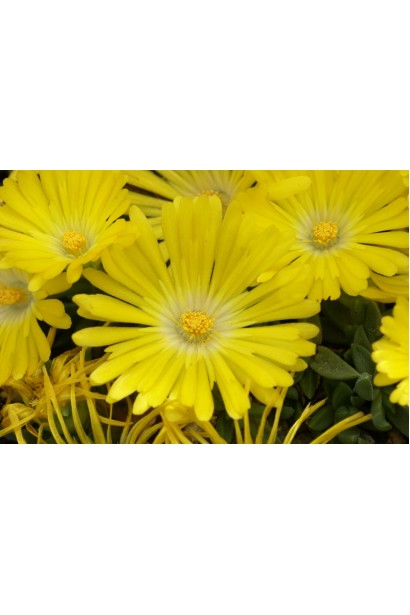 Делосперма жовта