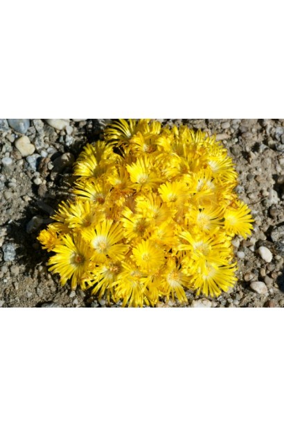 Жовта крижана рослина