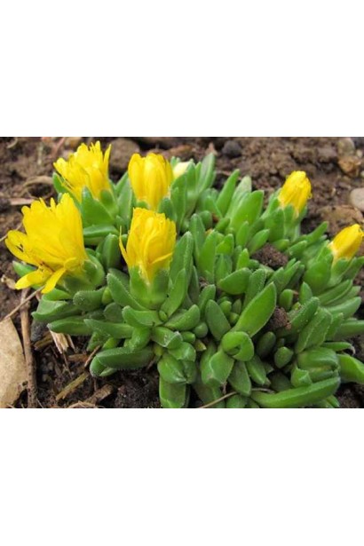 Делосперма Йеллоу Айс Плант розпускання квітів