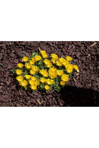 Делосперма Крижаний завод 