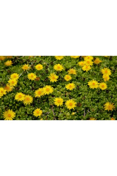 Делосперма Йеллоу Айс Плант жовті квіти