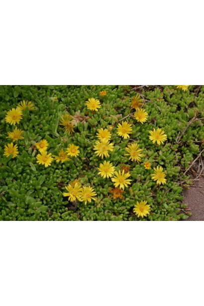 Делосперма Йеллоу Айс Плант квітучий зелений килим