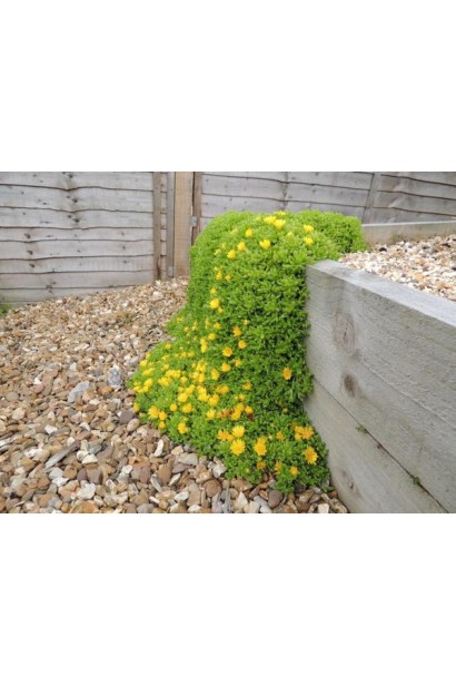 Делосперма Йеллоу Айс Плант в ландшафті