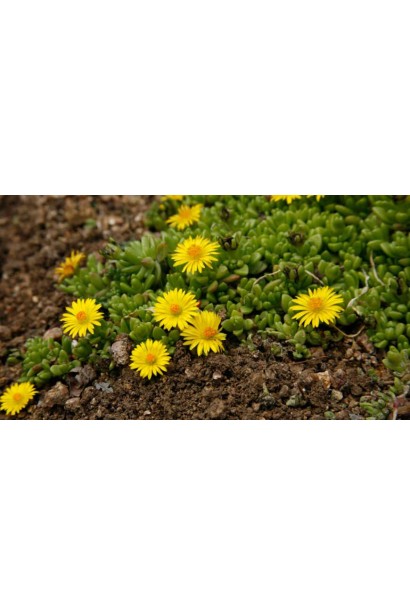Delosperma nubigenum Yellow Ice Plant