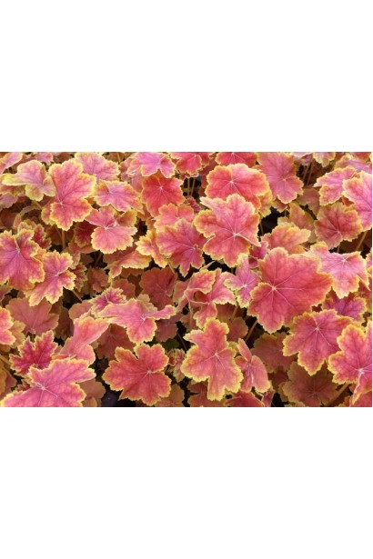 Гейхера гибридная Тирамису осенняя окраска