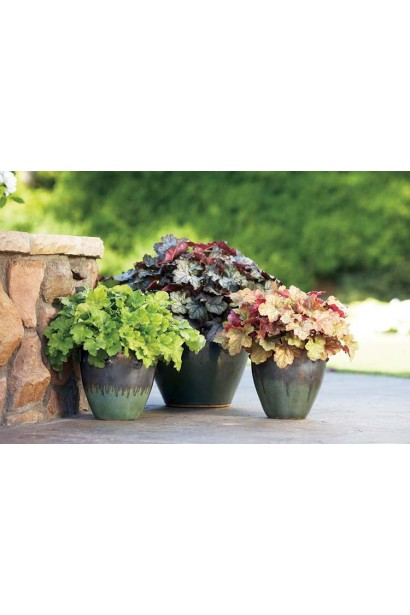 Heuchera Tiramisu