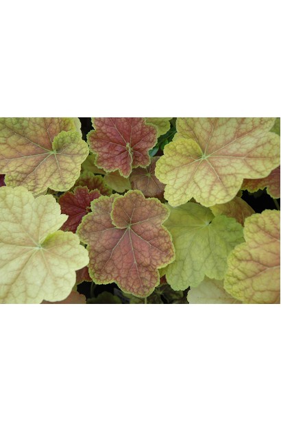 Гейхера гибридная Тирамису
