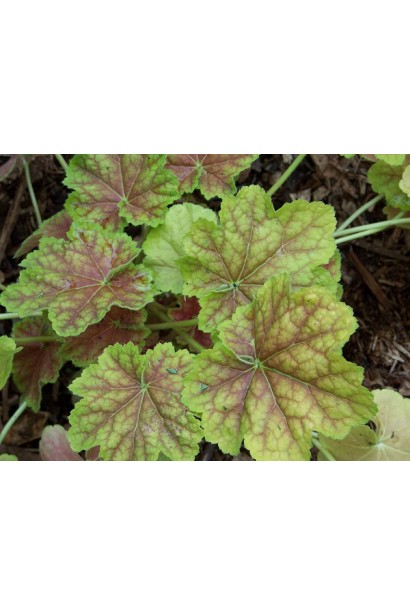 Гейхера Tiramisu пестрые листья