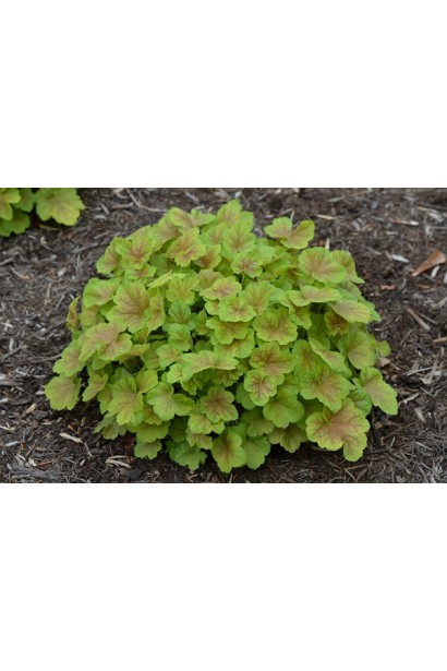 Гейхера Тирамису многолетний куст округлой формы