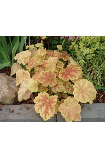 Гейхера Тирамису в ландшафте