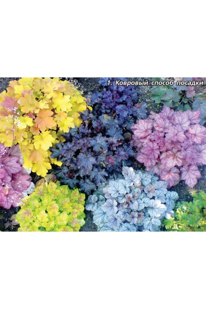 Гейхера Тирамису миксбордер