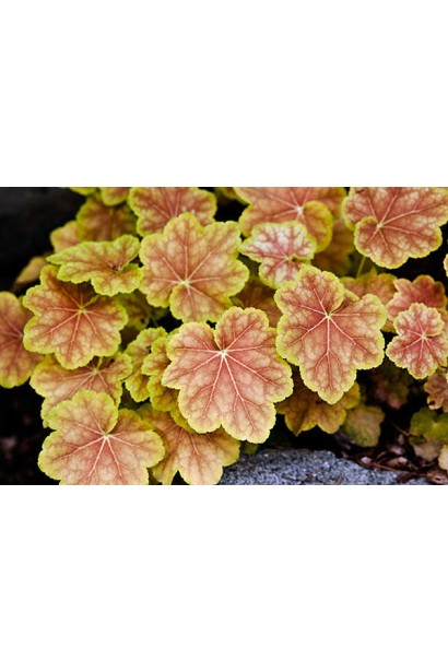 Гейхера Tiramisu летом