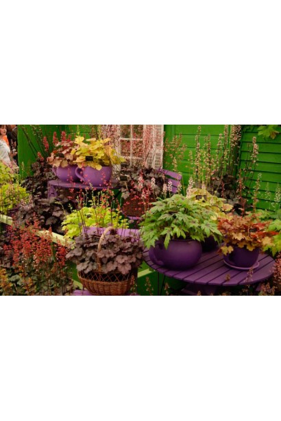 Хеухера Тирамису в ландшафтной композиции