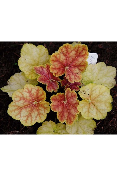 Heuchera hybrida Tiramisu