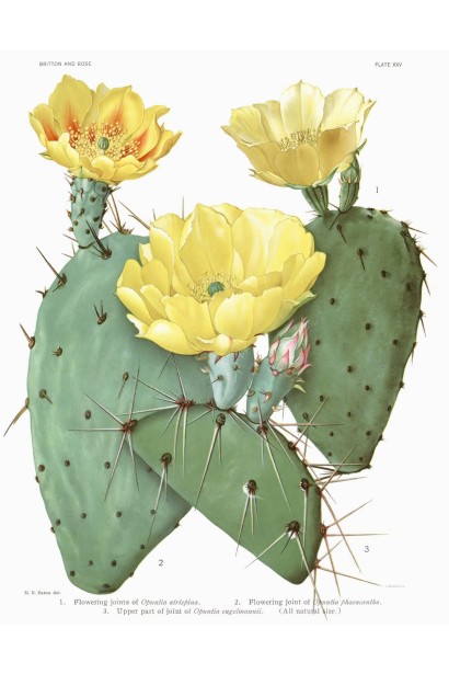 Opuntia atrispina