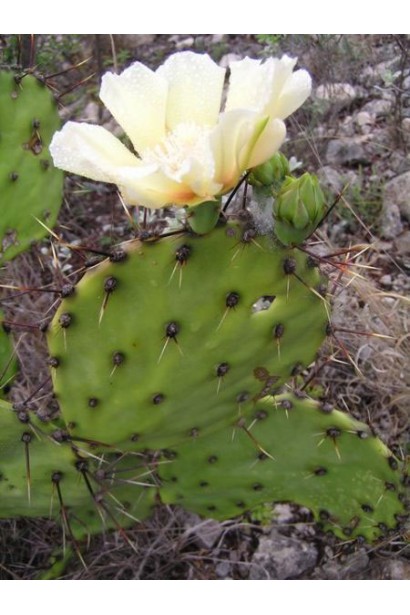 Опунція атріспіна/Кактус морозостійкий/Тещин язик