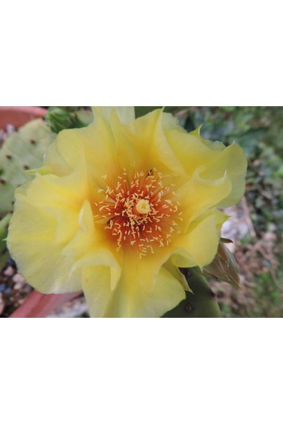 Опунція атріспіна квітка