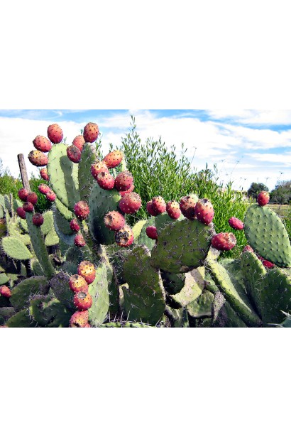 Опунція атріспіна як елемент декору в садовому ландшафті